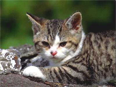 American Wirehair