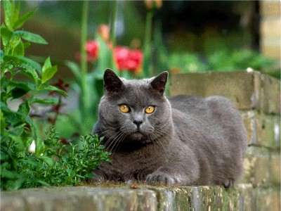 British Shorthair