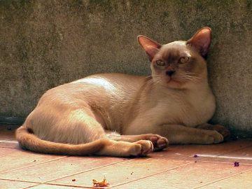 Burma