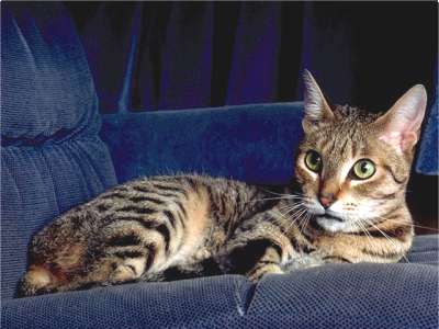 California Spangled Cat