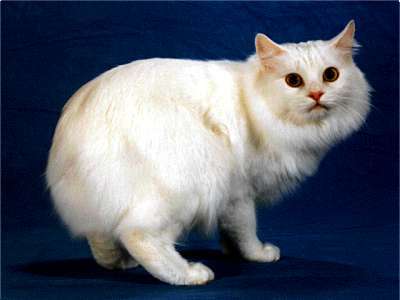 Manx Katze