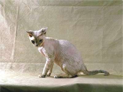 Devon Rex