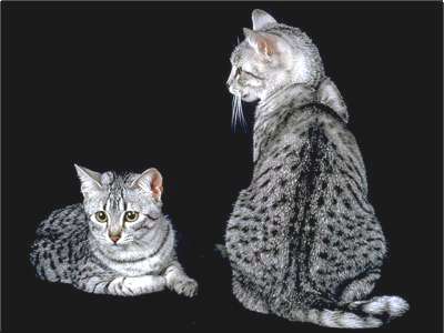 gyptische Mau