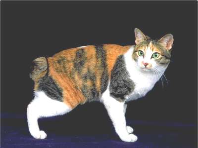 Japanese Bobtail