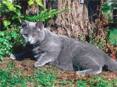 Breeds Of Cats Blue Im The Name Breeds Of Cats Blue Im The Name