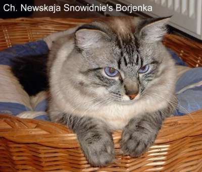 Neva Masquarade