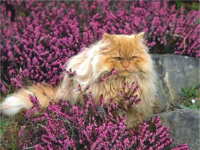 Perserkatze