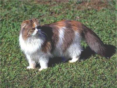 Scottish Fold