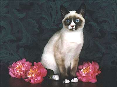 Snowshoe