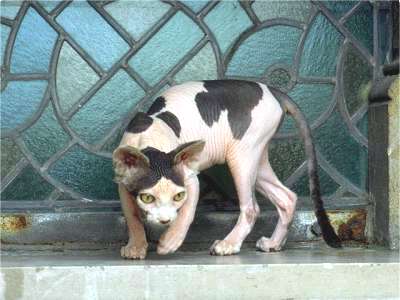 Sphynx