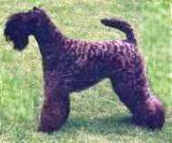 Kerry Blue Terrier