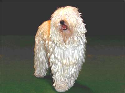 Komondor