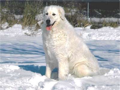 Kuvasz