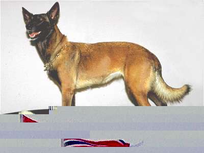 Malinois