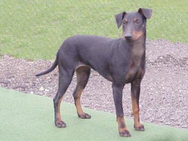 Manchester Terrier