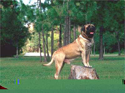 Mastiff