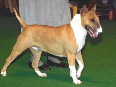 Mini-Bullterrier