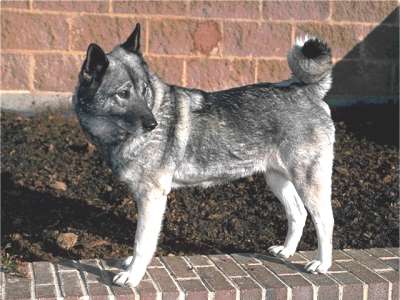 Norwegischer Elchhund