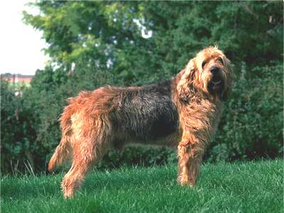 Otter Hound