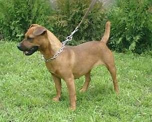 Patterdale-Terrier-Bild v. C.Wochele