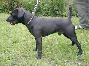 Patterdale Terrier-Bild v. C.Wochele