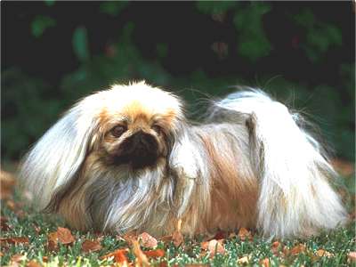 Pekingese