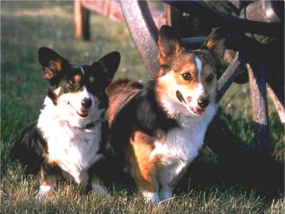 Pembroke Welsh Corgi