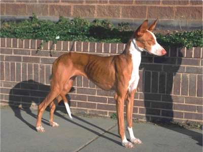 Podenco Ibicenco