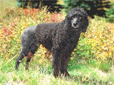 Portugiesischer Wasserhund