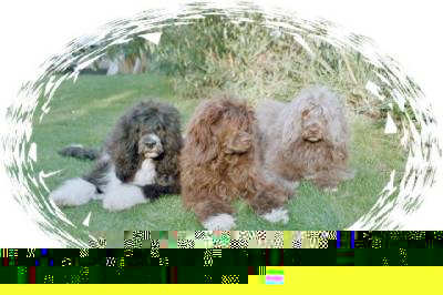 Portugiesische Wasserhunde