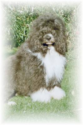 Portugiesischer Wasserhund