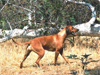 Rhodesian Ridgeback