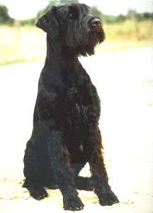 Riesenschnauzer