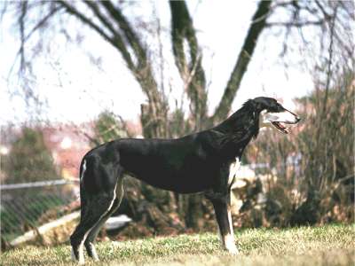 Saluki