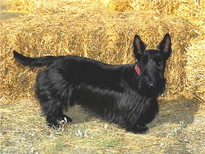 Schottischer Terrier