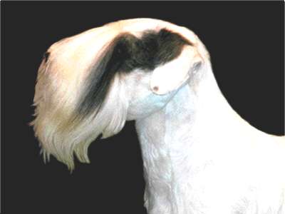 Sealyham Terrier