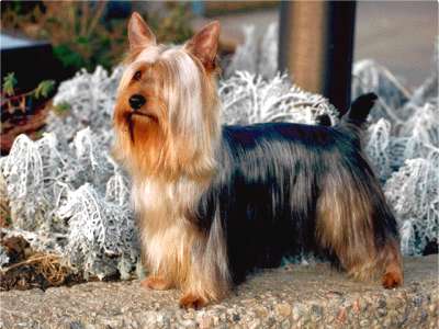 Silky Terrier