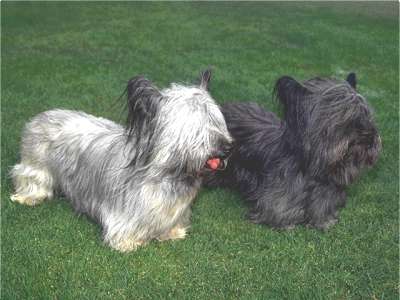 Skye Terrier