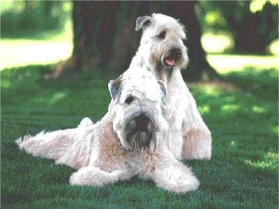 Soft Coated Wheaten Terrier