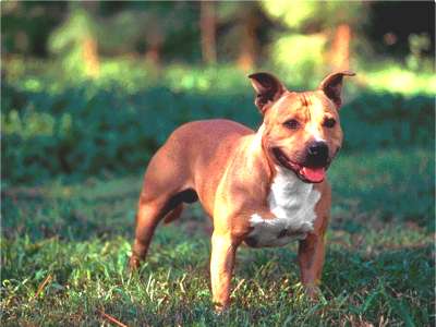 Staffordshire Bullterrier