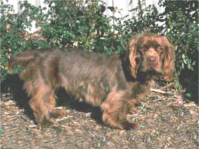 Sussex Spaniel