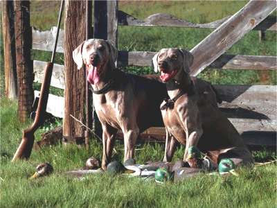 Weimaraner