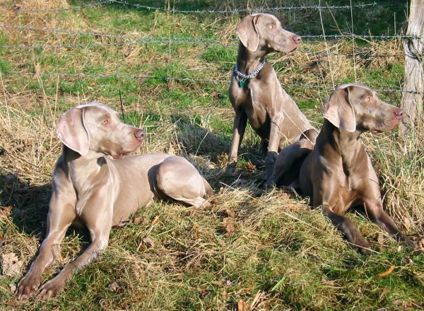 Weimaraner (Foto von Herrn Ralf Liefke)