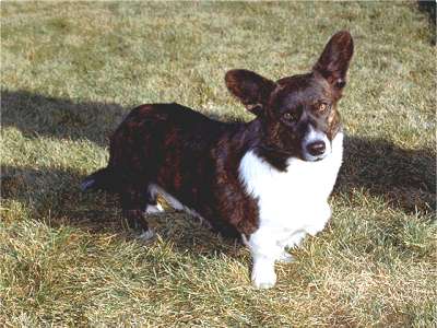 Welsh Corgi