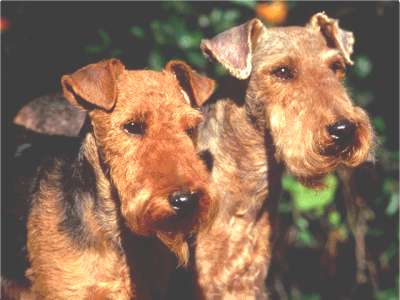 Welsh Terrier