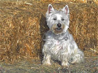 West Highland White Terrier