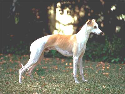 Whippet