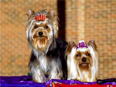 Yorkshire Terrier