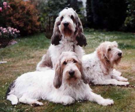 Grand Basset Griffon Vendeen