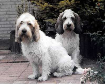 Grand Basset Griffon Vendeen